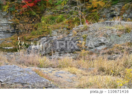紅葉する長瀞岩畳と渓谷に岩上の実る柿の木 紅葉する長瀞岩畳と渓谷に岩上の実る柿の木 110671416