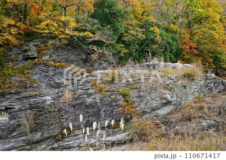 紅葉する長瀞岩畳と渓谷に岩上の実る柿の木 紅葉する長瀞岩畳と渓谷に岩上の実る柿の木 110671417