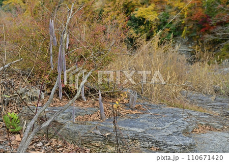 紅葉する長瀞岩畳と渓谷にフジの実 紅葉する長瀞岩畳と渓谷にフジの実 110671420