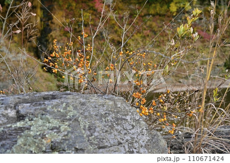 紅葉する長瀞岩畳と渓谷に黄色の木の実 紅葉する長瀞岩畳と渓谷に黄色の木の実 110671424