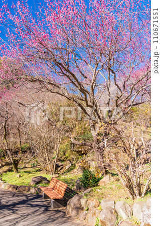 （静岡県）熱海梅園・梅まつり・見頃を迎えた紅梅 110671551