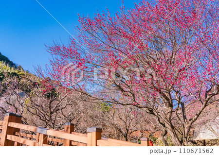 （静岡県）熱海梅園・梅まつり・見頃を迎えた紅梅 110671562