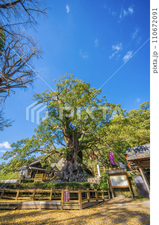 日本一の巨樹 蒲生の大クス (コピースペース) 日本一の巨樹 蒲生の大クス (コピースペース) 110672091