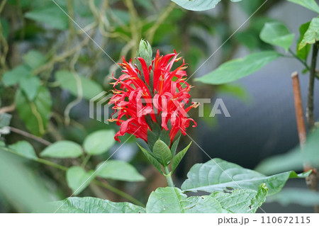 ベニサンゴバナの花 ベニサンゴバナの花 110672115