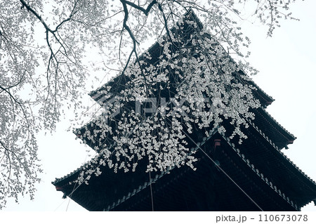 桜しだれて 110673078