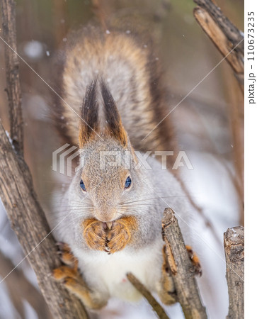 The squirrel with nut sits on tree in the winter or late autumn The squirrel with nut sits on tree in the winter or late autumn 110673235