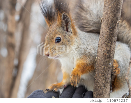 The squirrel sits on a branches without leaves in the winter or autumn 110673237