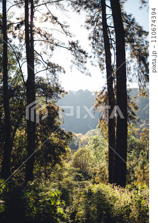 Light shines in the pine forest on a spring evening. Light shines in the pine forest on a spring evening. 110674394