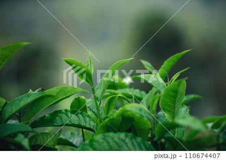 Fresh green tea leaf shoots in nature Fresh green tea leaf shoots in nature 110674407
