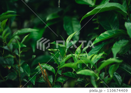 Fresh green tea leaf shoots in nature Fresh green tea leaf shoots in nature 110674409