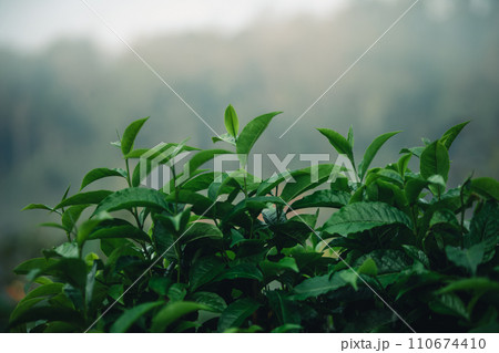 Fresh green tea leaf shoots in nature 110674410