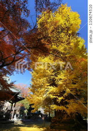 埼玉県東松山市岩殿 岩殿観音巌殿山正法寺観音堂前の黄葉した大イチョウと紅葉モミジ 埼玉県東松山市岩殿 岩殿観音巌殿山正法寺観音堂前の黄葉した大イチョウと紅葉モミジ 110674510