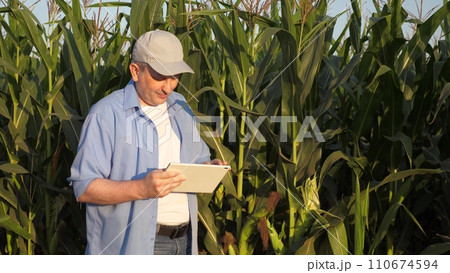 agriculture, senior farmer walks through corn field, farmer work digital tablet, hand work digital tablet, agronomist engineer walks through field with corn harvest, business work agriculture, corn 110674594