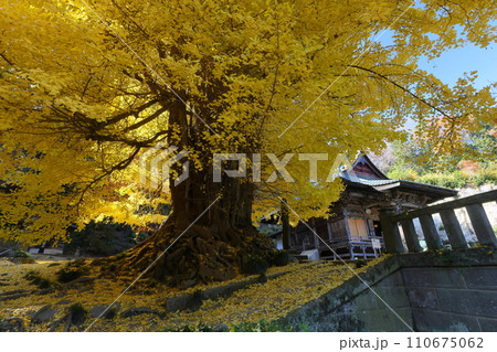 埼玉県東松山市岩殿 岩殿観音巌殿山正法寺観音堂前の黄葉した大イチョウと境内を埋める黄色い落ち葉 埼玉県東松山市岩殿 岩殿観音巌殿山正法寺観音堂前の黄葉した大イチョウと境内を埋める黄色い落ち葉 110675062