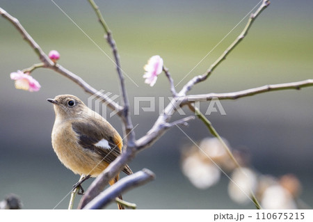 梅の木にとまるジョウビタキメス 梅の木にとまるジョウビタキメス 110675215