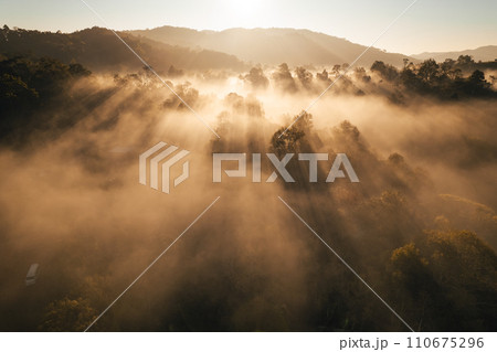 Aerial view of forest and mountain in fog with golden sunbeams at sunrise Aerial view of forest and mountain in fog with golden sunbeams at sunrise 110675296