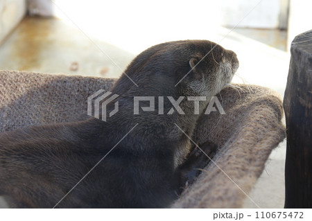 下田海中水族館で展示されている「コツメカワウソ」 下田海中水族館で展示されている「コツメカワウソ」 110675472