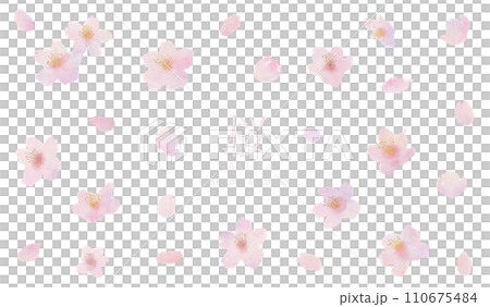 Hand-drawn watercolor illustration parts of cherry blossoms, branches and leaves 110675484