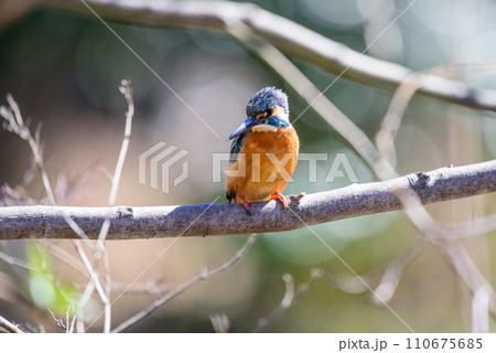 枝にとまるカワセミ 110675685
