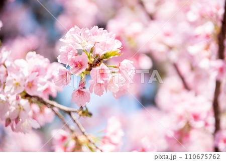 満開の大寒桜 110675762