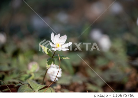 可憐な花 可憐な花 110675766