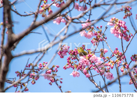 桜とメジロ 110675778