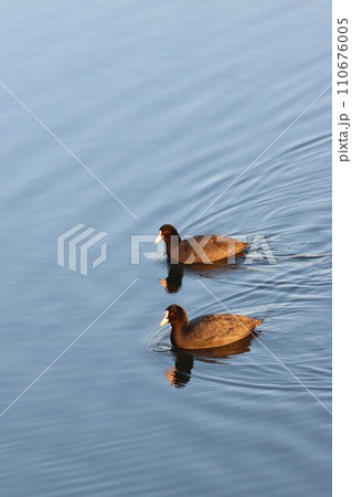 坂戸市の高麗川を幸せそうに泳ぐ二羽の水鳥の風景 110676005