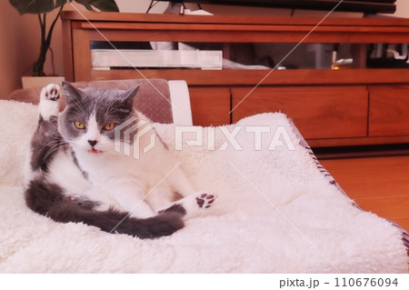 フレーメン反応をしている猫の変顔 110676094