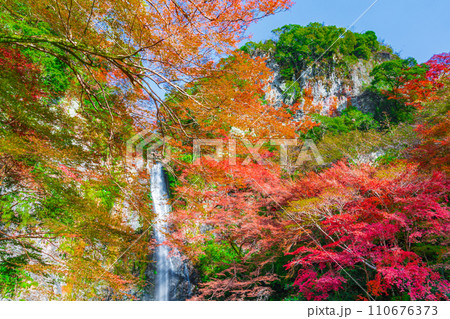 紅葉に囲まれた箕面大滝 大阪府箕面市 紅葉に囲まれた箕面大滝 大阪府箕面市 110676373