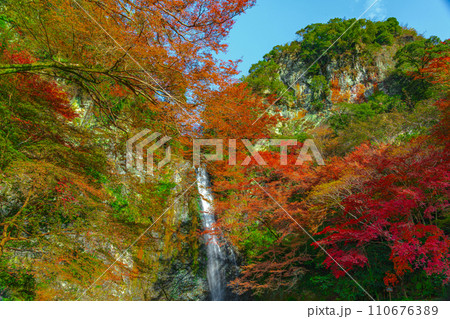 紅葉に囲まれた箕面大滝 大阪府箕面市 紅葉に囲まれた箕面大滝 大阪府箕面市 110676389
