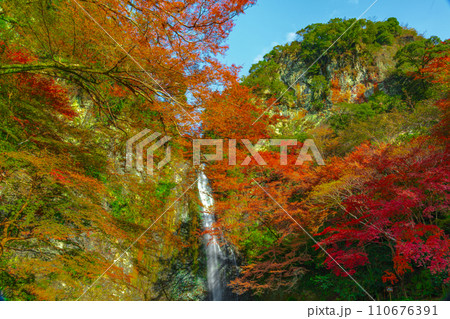 紅葉に囲まれた箕面大滝 大阪府箕面市 紅葉に囲まれた箕面大滝 大阪府箕面市 110676391