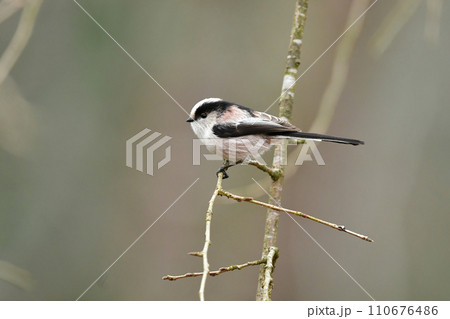 公園や庭で出会える白とピンクのかわいらしい小鳥、人気者のエナガ 110676486