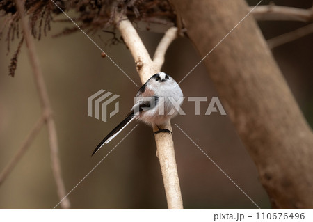 公園や庭で出会える白とピンクのかわいらしい小鳥、人気者のエナガ 110676496