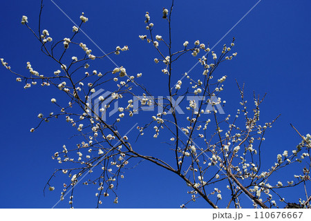 青空に白梅 110676667