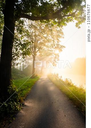 Sunlit Path Through the Misty Woods Sunlit Path Through the Misty Woods 110676677