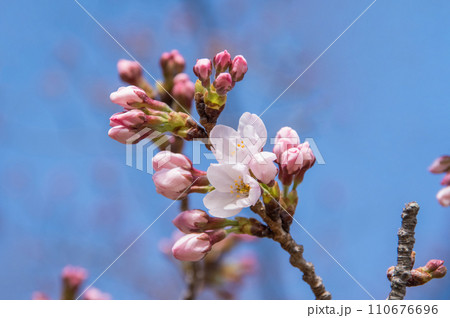 《春の風物詩》桜の開花 110676696