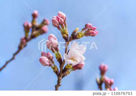 《春の風物詩》桜の開花 《春の風物詩》桜の開花 110676701