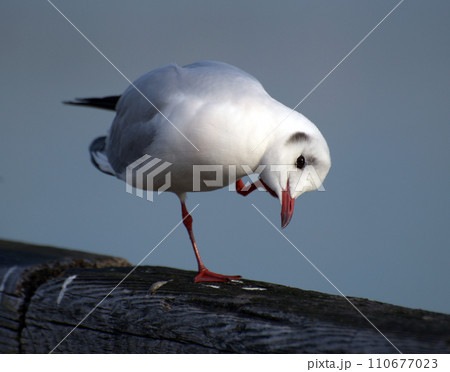 ゆりかもめ 都鳥 ゆりかもめ 都鳥 110677023
