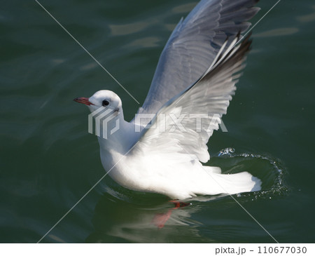 ゆりかもめ 都鳥 ゆりかもめ 都鳥 110677030