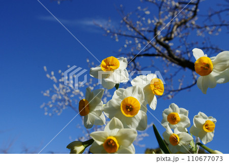 水仙の花 水仙の花 110677073