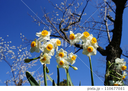 水仙の花 水仙の花 110677081