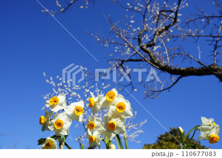 水仙の花 110677083