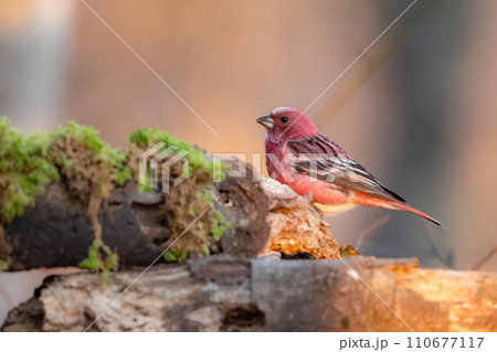 冬の山で見られる美しい赤い小鳥、オオマシコ 110677117