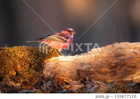冬の山で見られる美しい赤い小鳥、オオマシコ 110677120