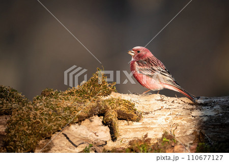 冬の山で見られる美しい赤い小鳥、オオマシコ 110677127