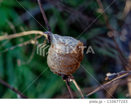 オオカマキリの卵嚢 110677283