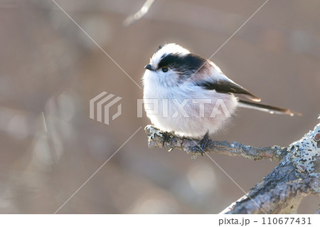 マシュマロのような白とピンクがかわいらしい、庭や公園で出会える人気者のエナガ 110677431