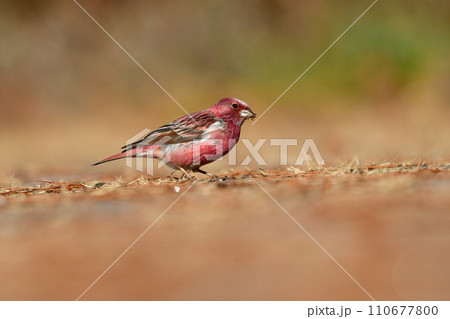 ローズピンクが美しい冬に山で出会えるとてもきれいな鳥オオマシコ ローズピンクが美しい冬に山で出会えるとてもきれいな鳥オオマシコ 110677800