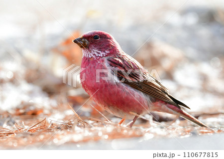 ローズピンクが美しい冬に山で出会えるとてもきれいな鳥オオマシコ 110677815