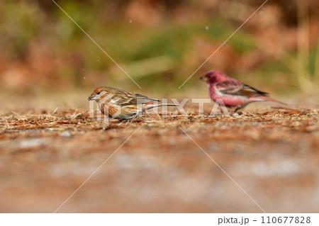 ローズピンクが美しい冬に山で出会えるとてもきれいな鳥オオマシコ ローズピンクが美しい冬に山で出会えるとてもきれいな鳥オオマシコ 110677828